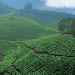Munnar, Kerala
