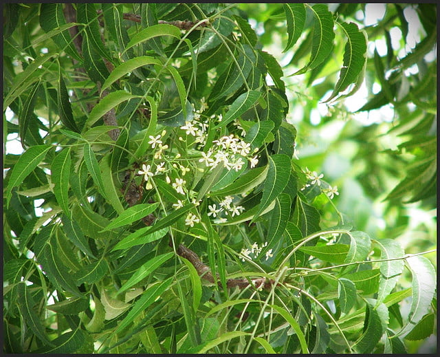 Health benefits of neem